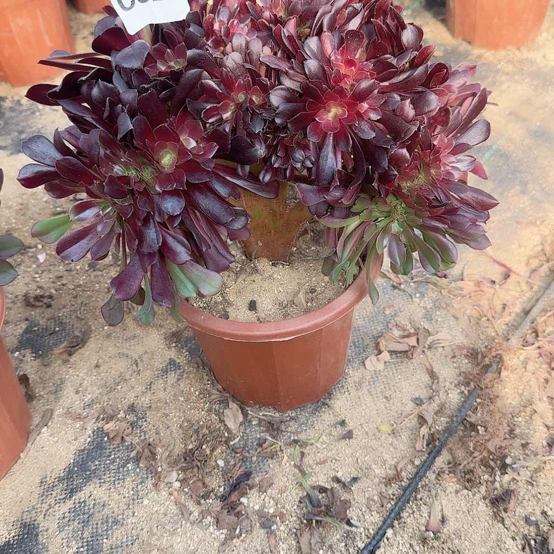 628欧紫一颗呀呀