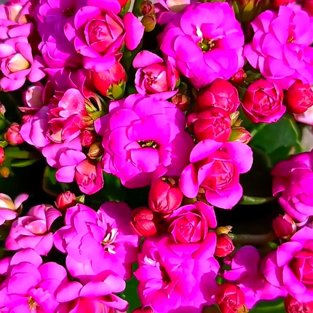 【紫韵】重瓣品种130盆长痩花