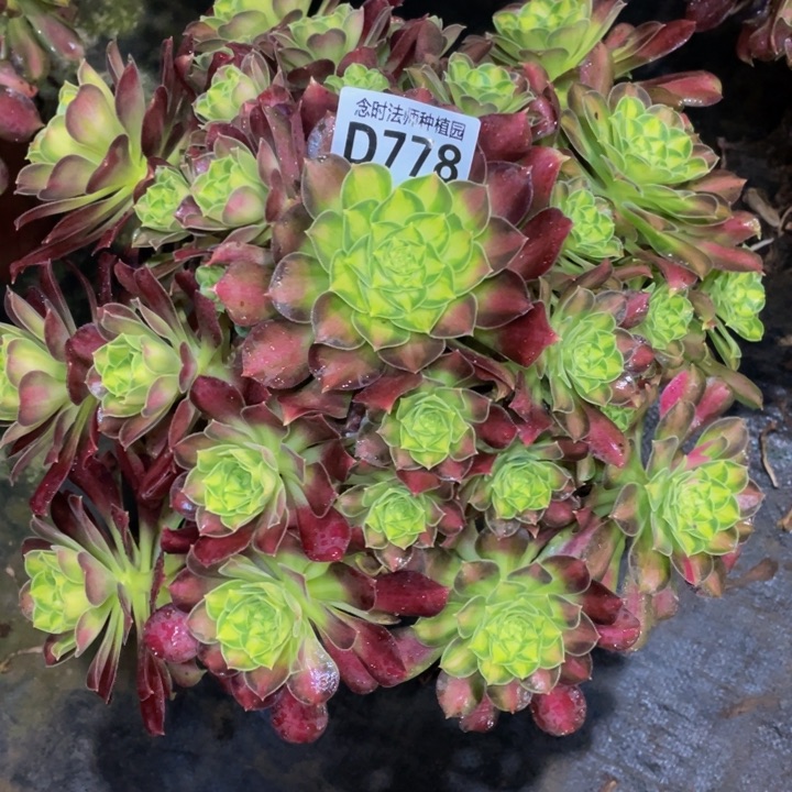 欢*778韶华111111多肉