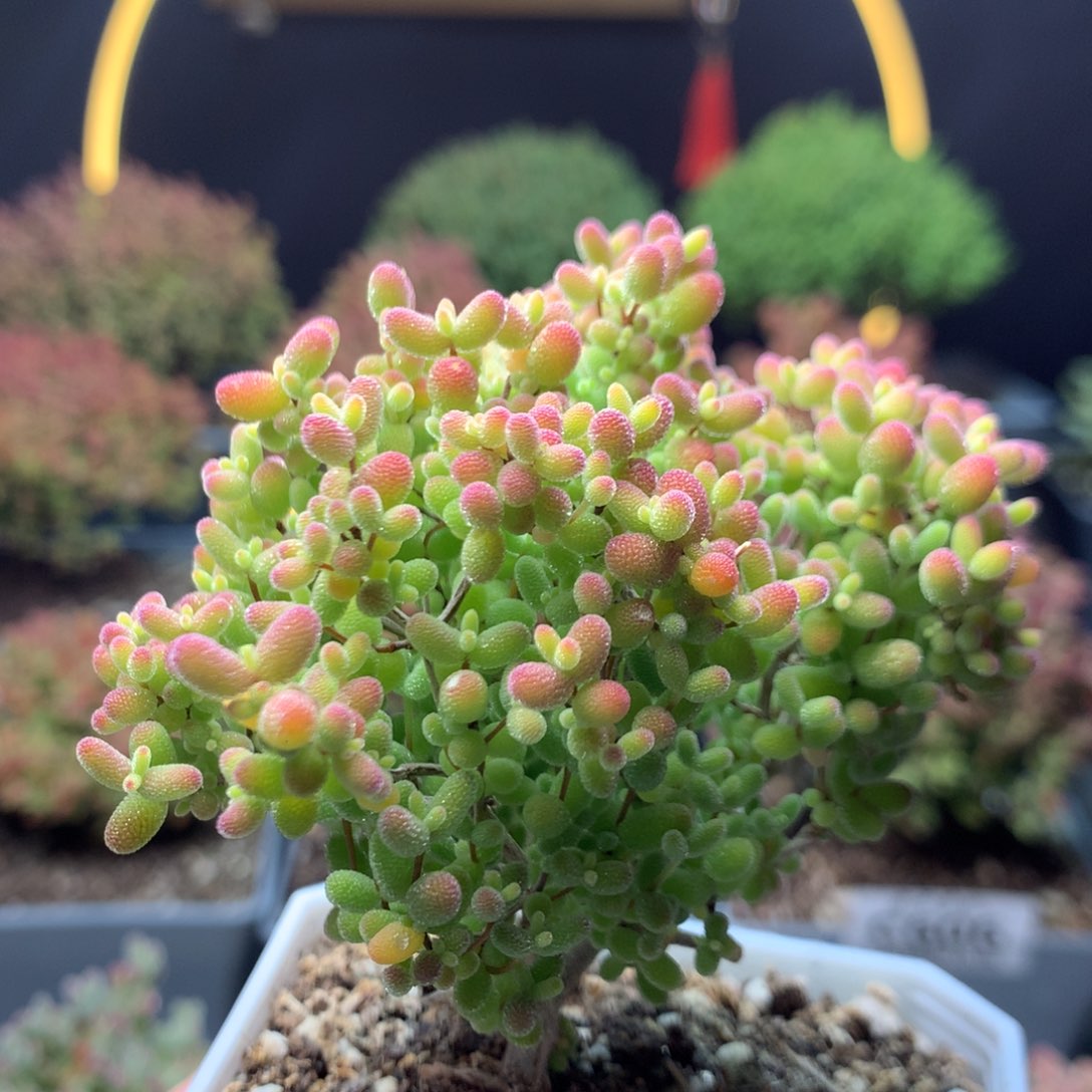 c633蜜橘枝干番杏