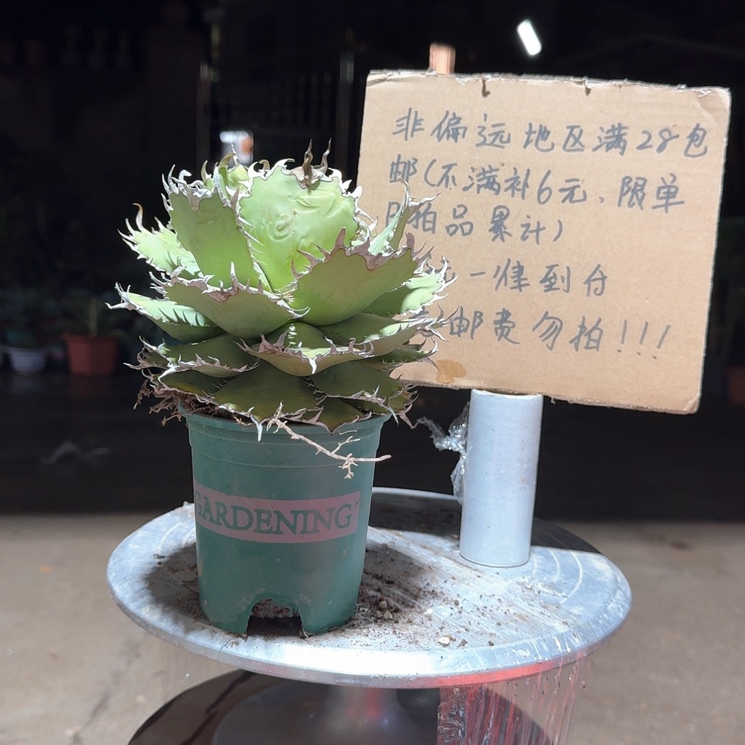 完全开放蕾仁王冠龙舌兰