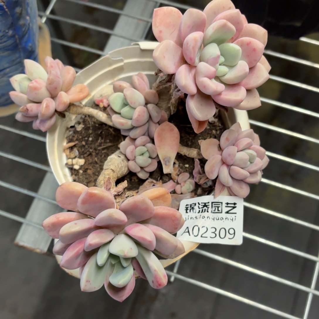 花瓣露一物一拍2309