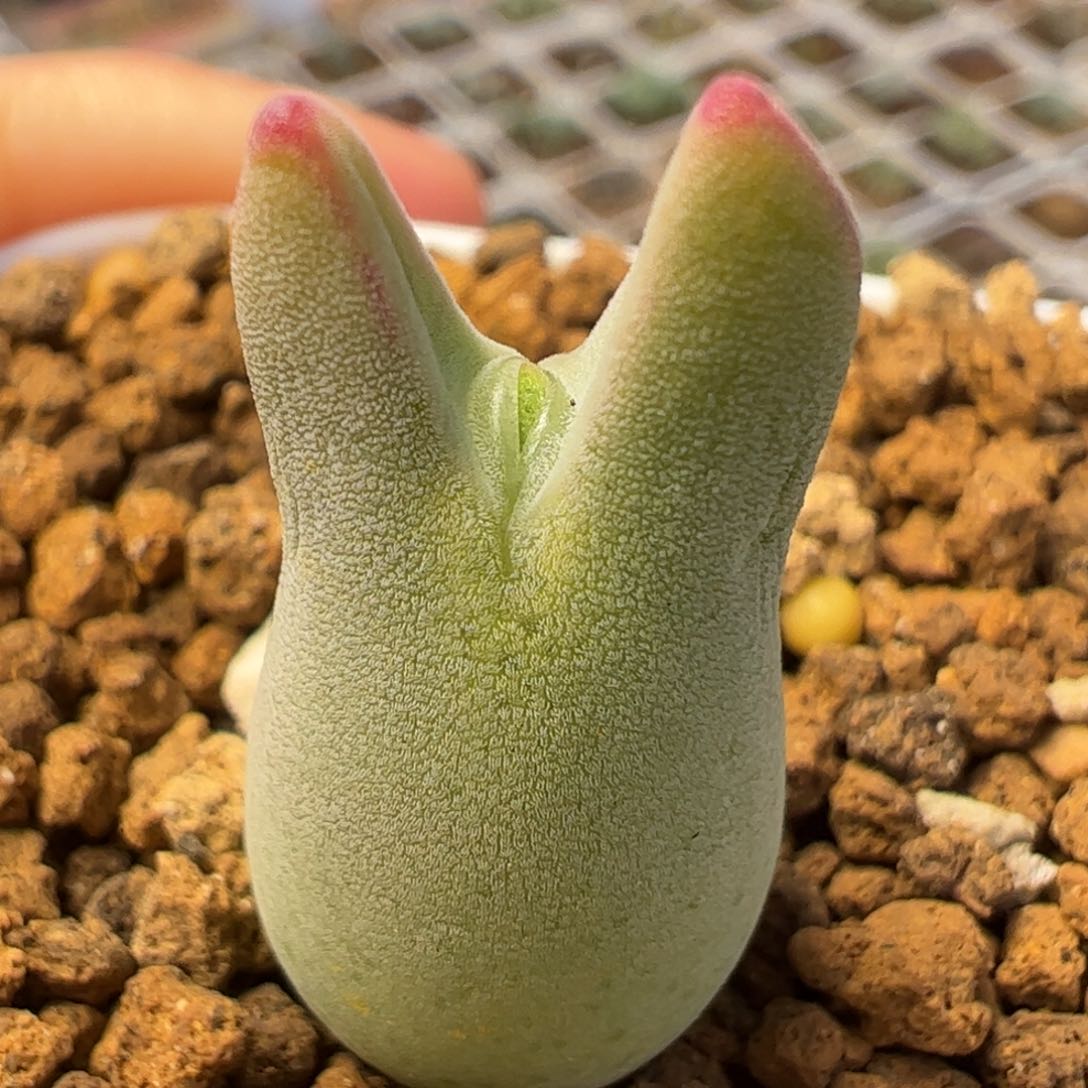 毛胖子皮卡丘母本拆株