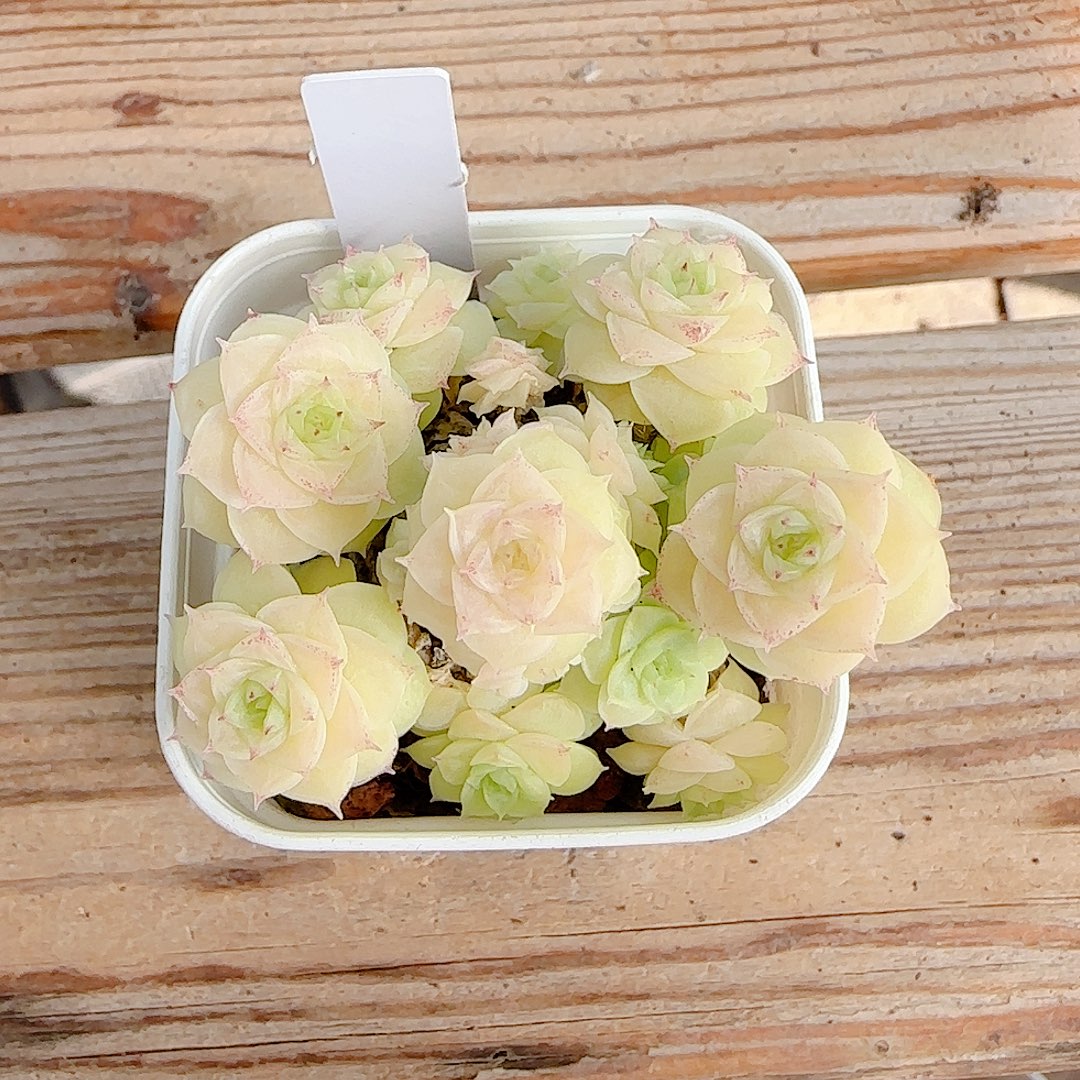 .***e1207-126（ht-80）优选多肉