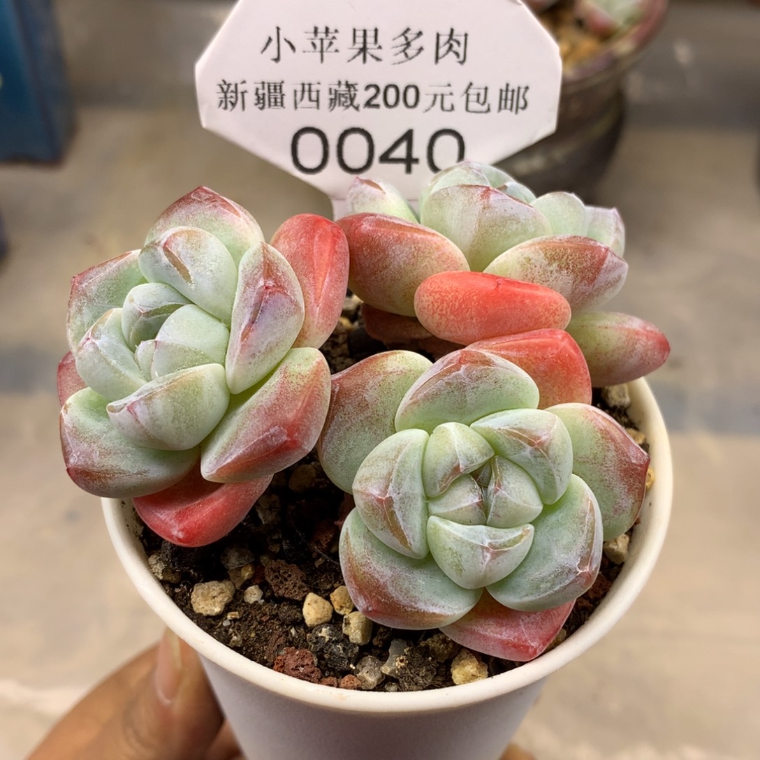 冰玉040/8cm多肉多肉