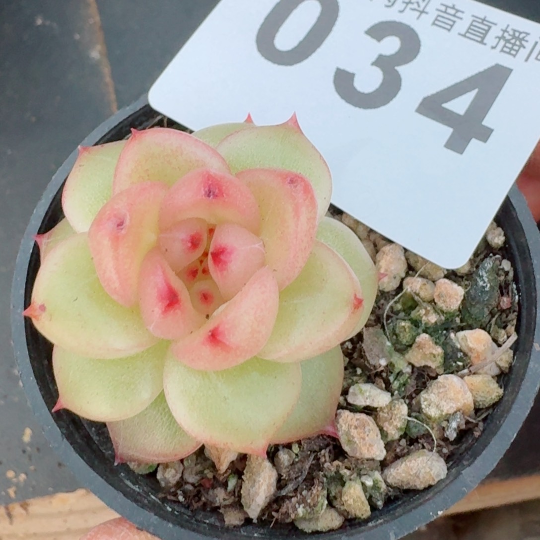 空灵         精品多肉