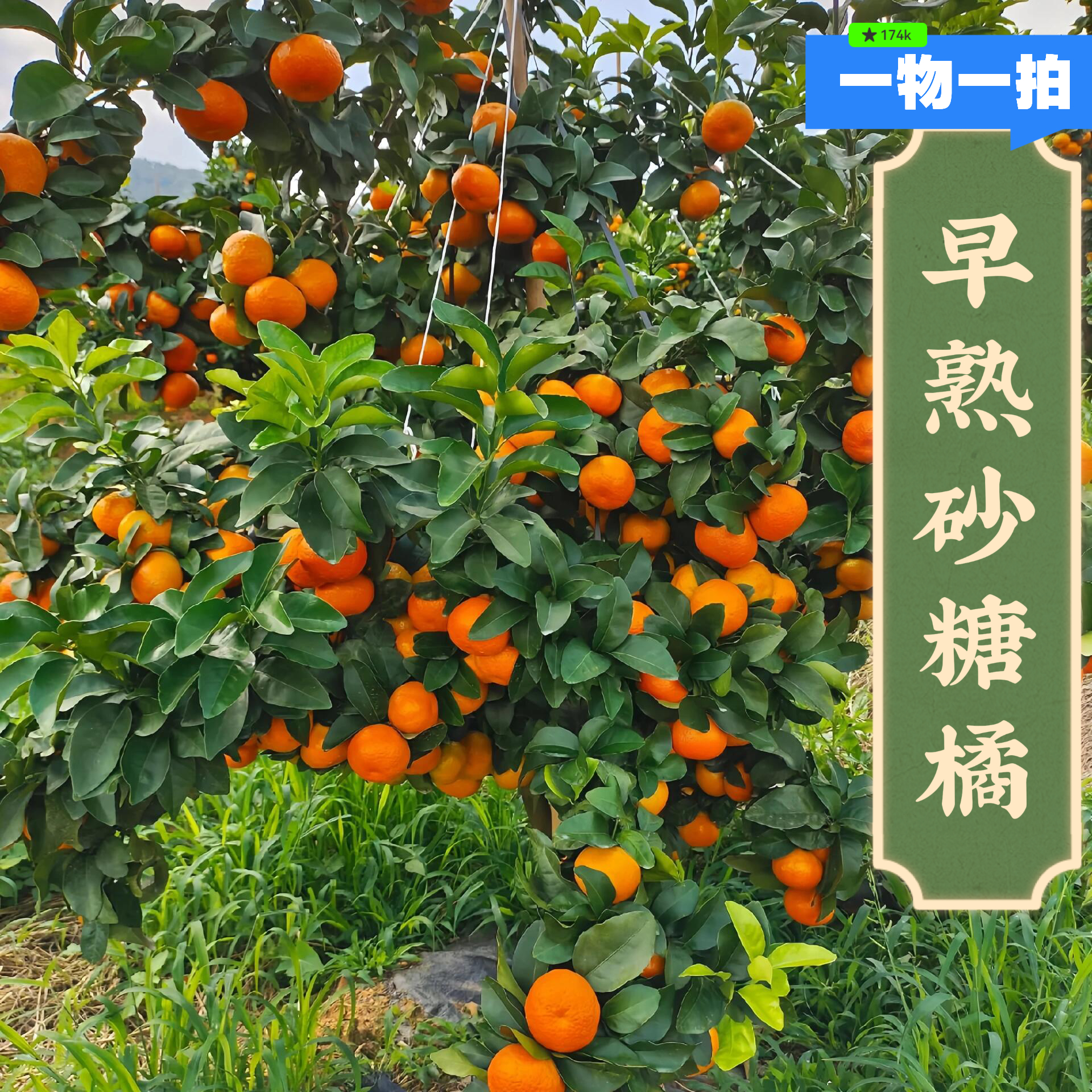 早熟沙糖桔柑橘果树苗盆栽地栽果园园林阳台小院一物一拍