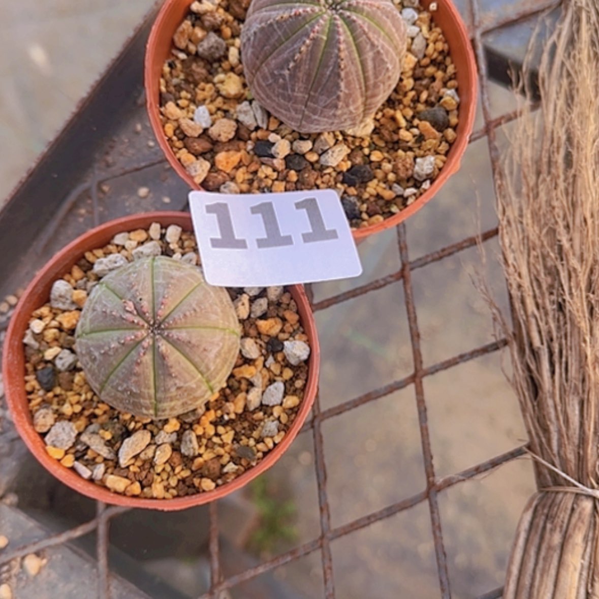 【闪购商品】?****༥块根植物