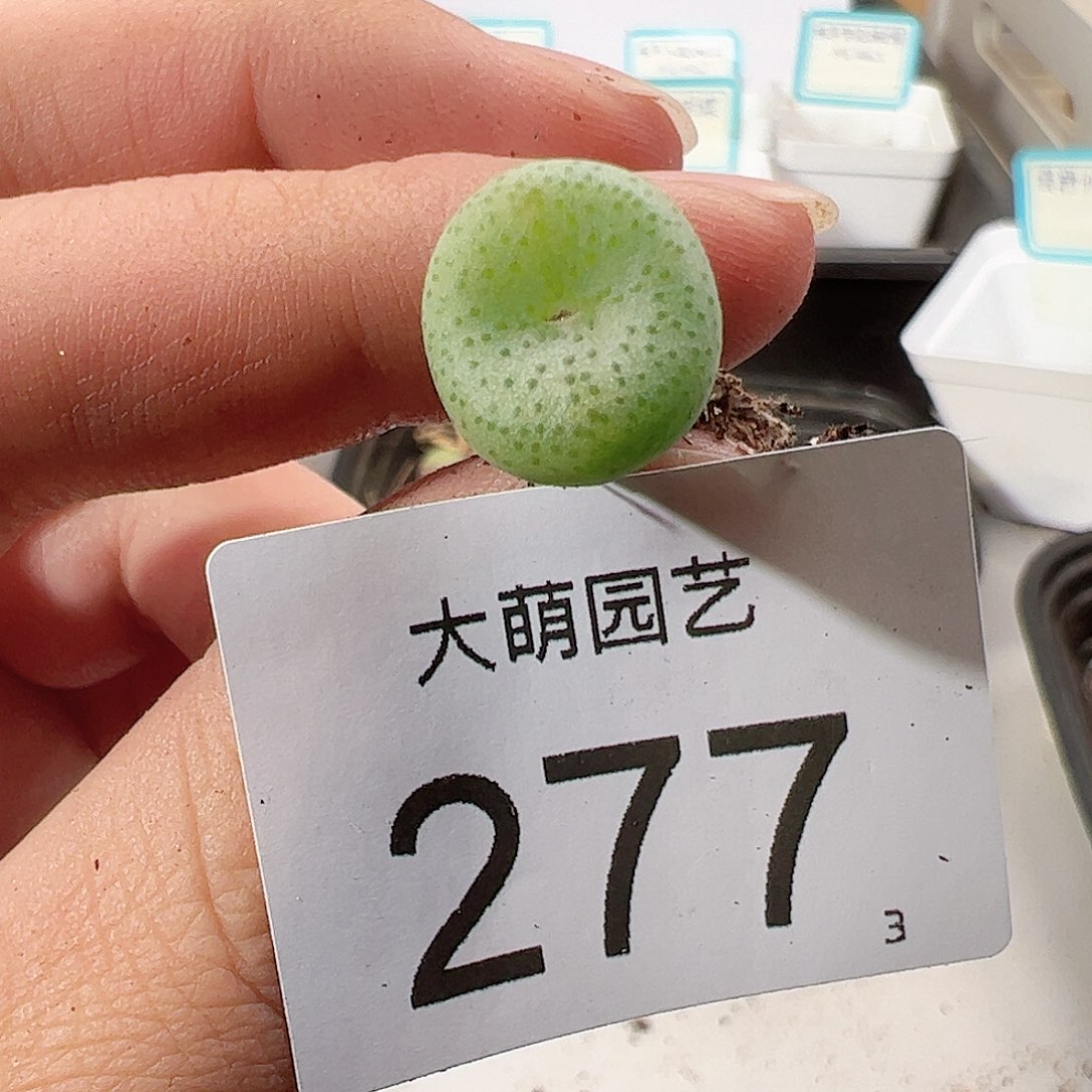 0000277 一物一拍……