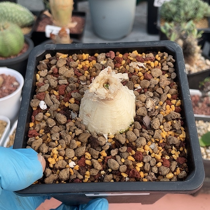 樱***婲753产地GN弹簧草块根