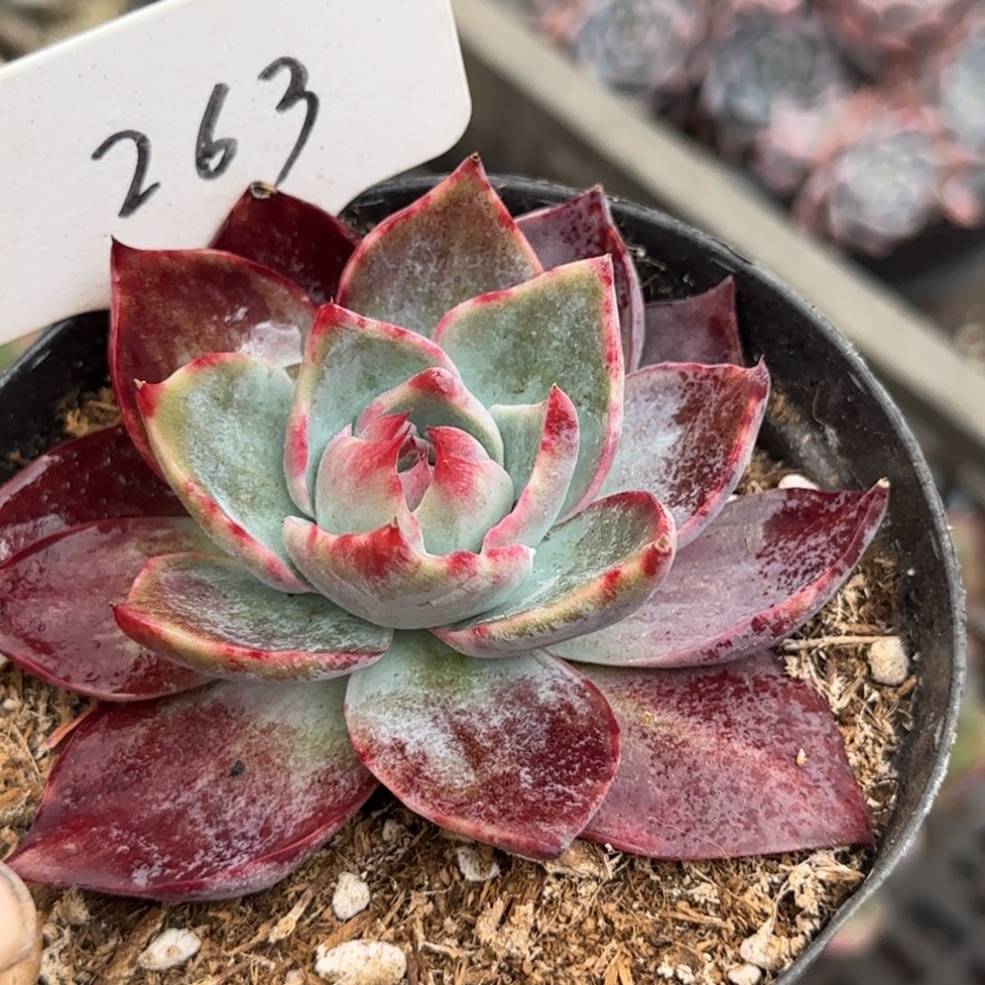 紫红惊鸿一物一拍包装收缩花旱263