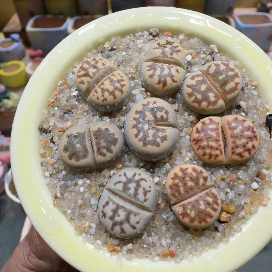 蘑菇1387丽虹彩拼多肉植物