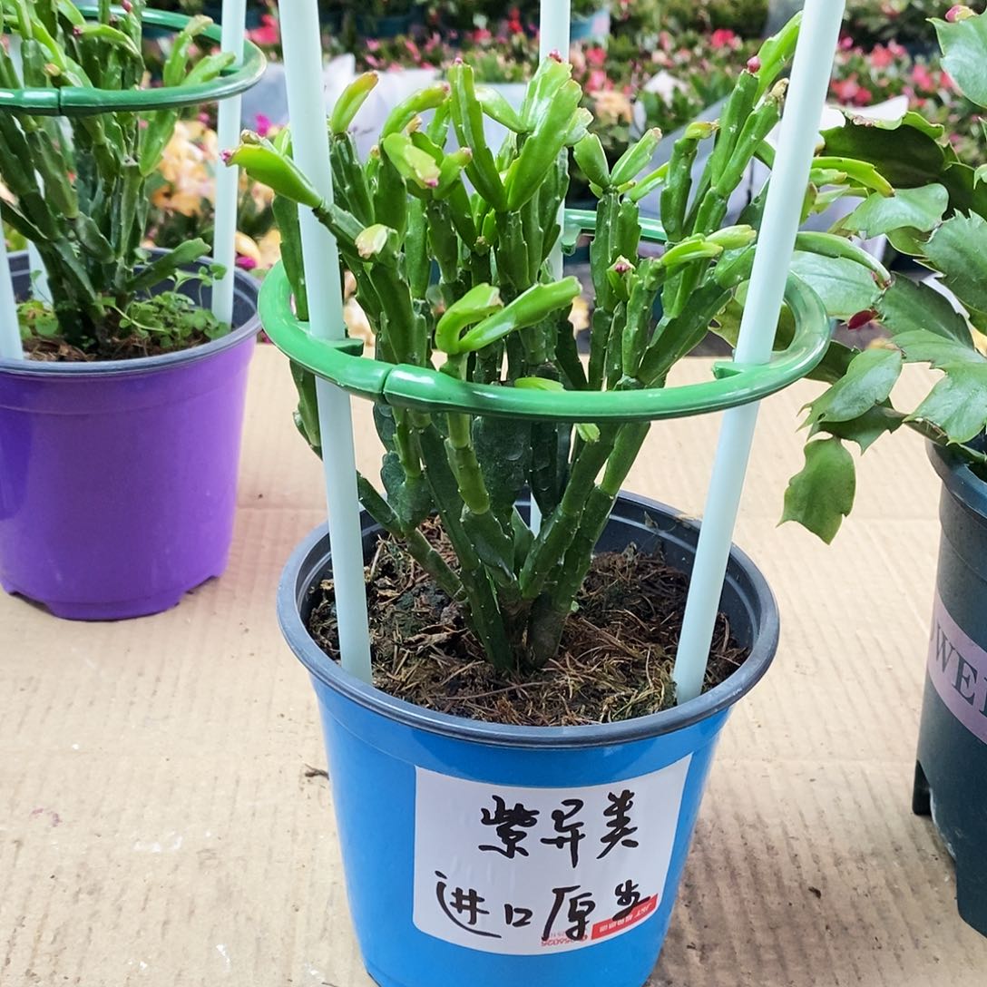 无花朵进口原生紫色异类