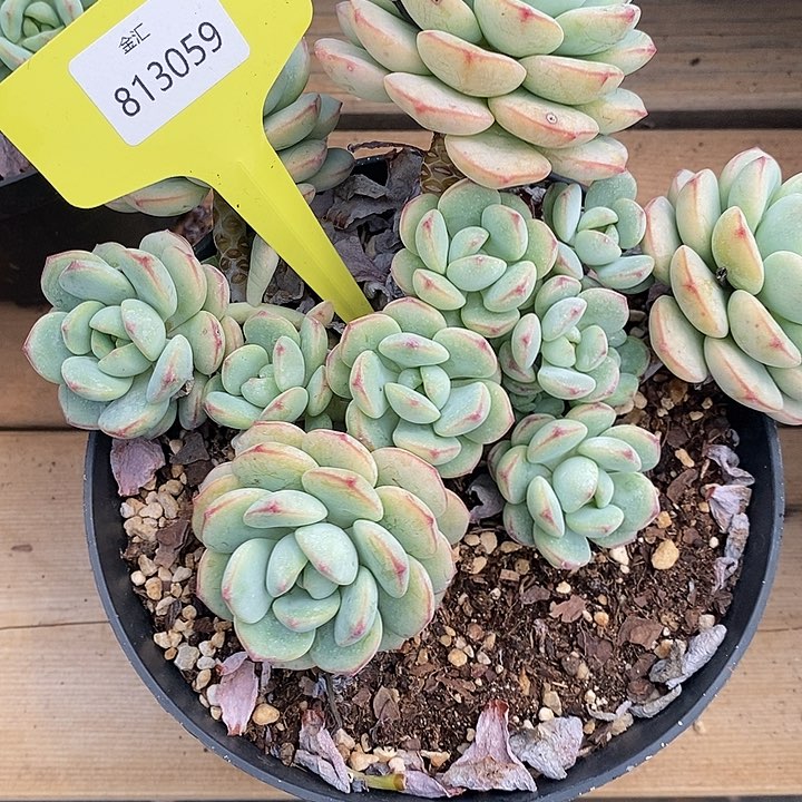 A****丶老桩香草。813059