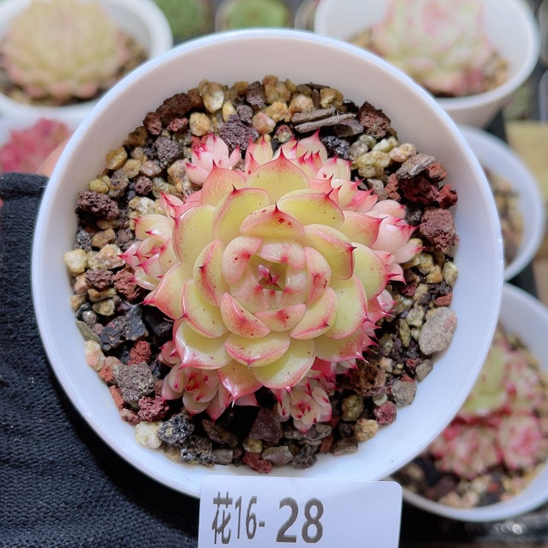 花16-28海王群生