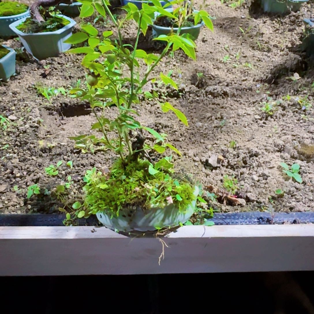 ꫛ***࿐无花朵绣线菊带盆包邮