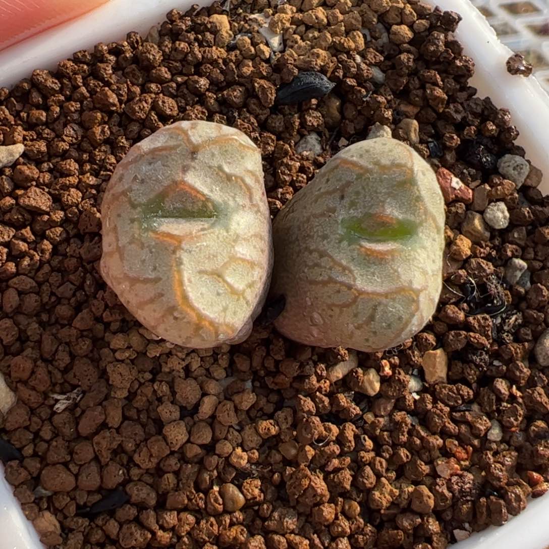 852多肉植物百科