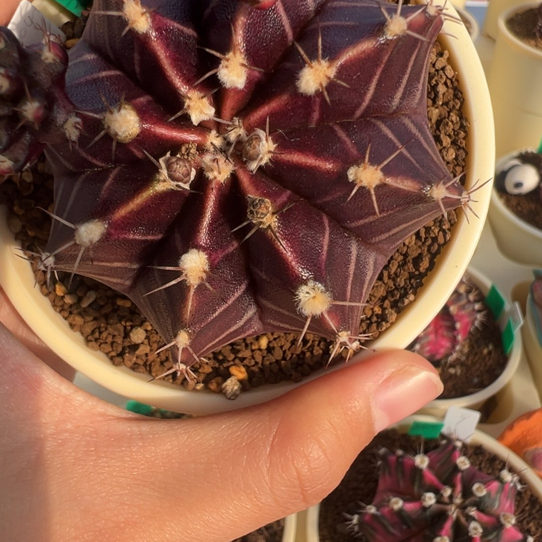 黑斑马好看的米哈冲冲冲