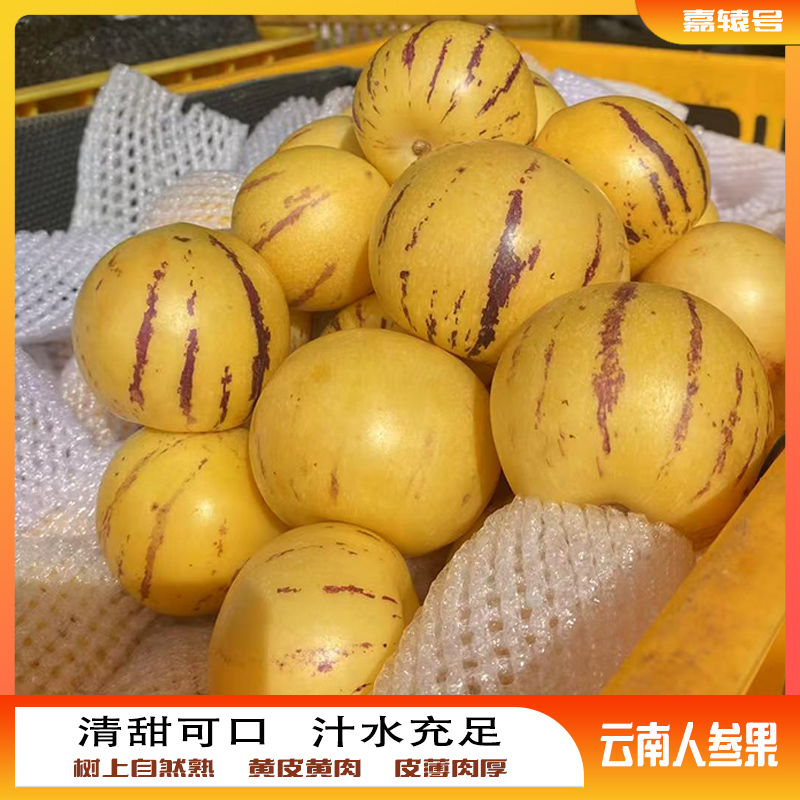 2025当季树上自然熟新鲜七彩圆云南人石林参果黄皮黄肉心清甜多汁