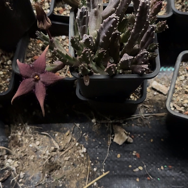 莫罗科植物带盆发