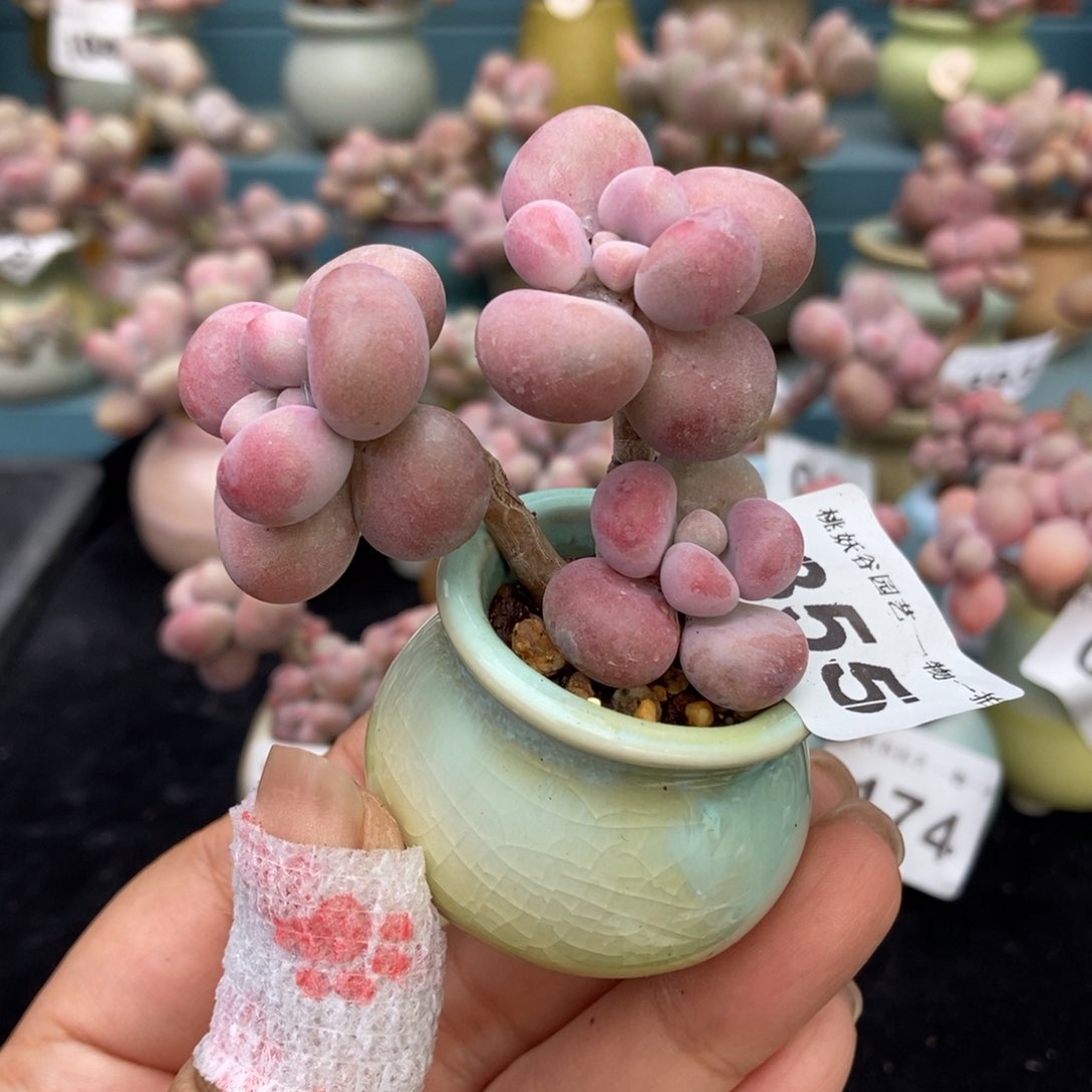 355糖果腰子蛋带盆土