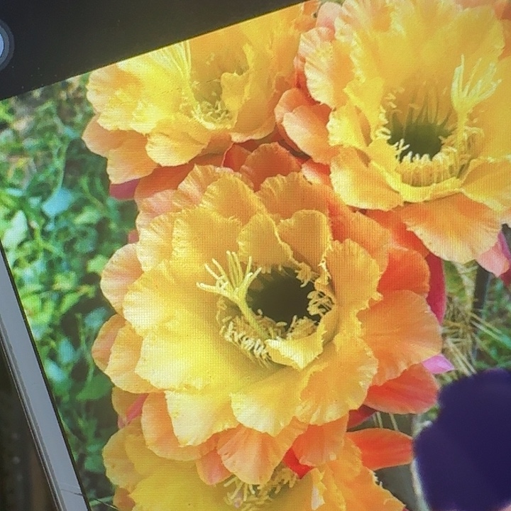 584 侧芽5公分毛花柱