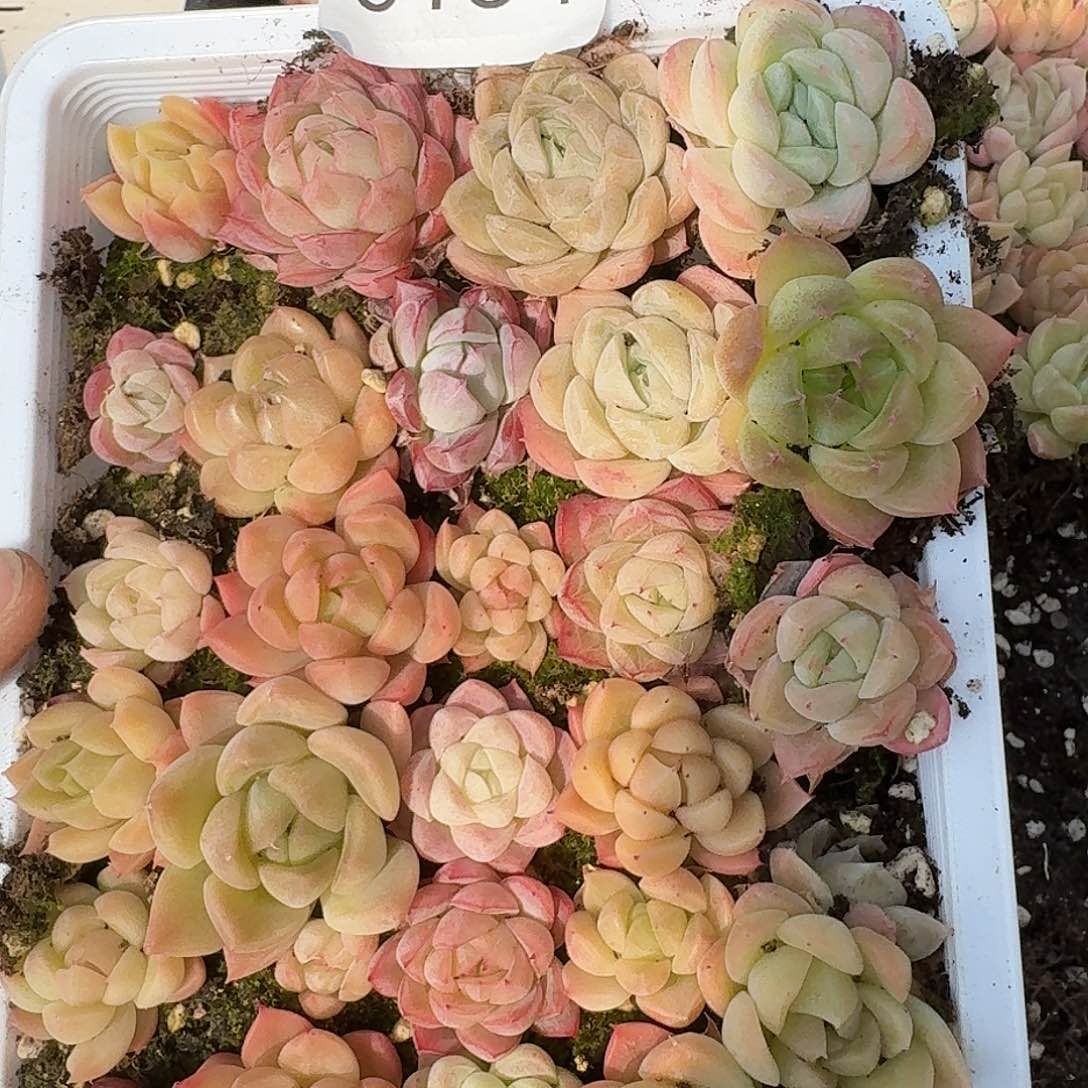 燕*杂交新品珍妮多肉154