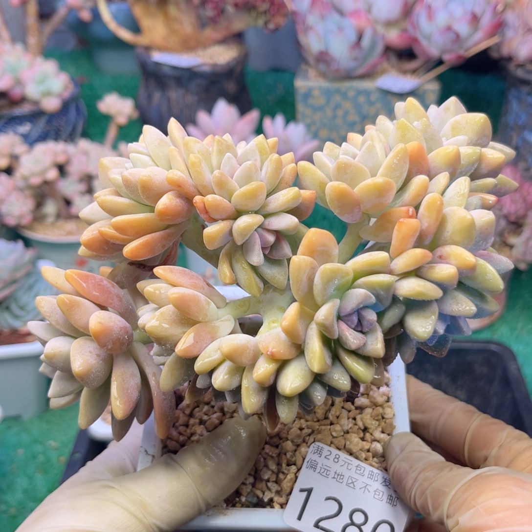 大1280:？z z v c n n m