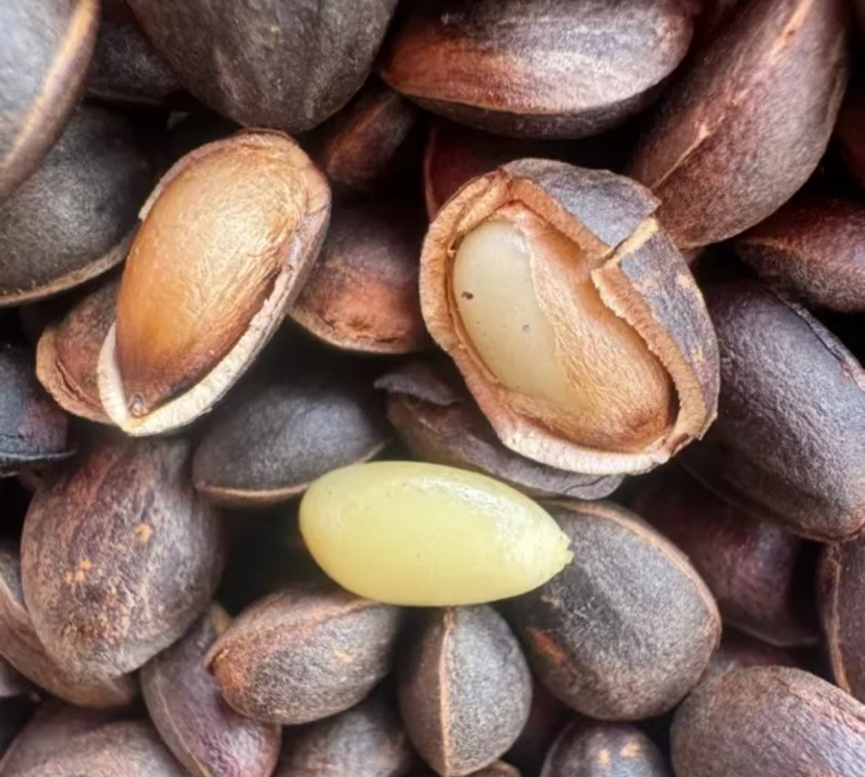 阿豪现收云南野生松子原汁原味【阿豪精选】