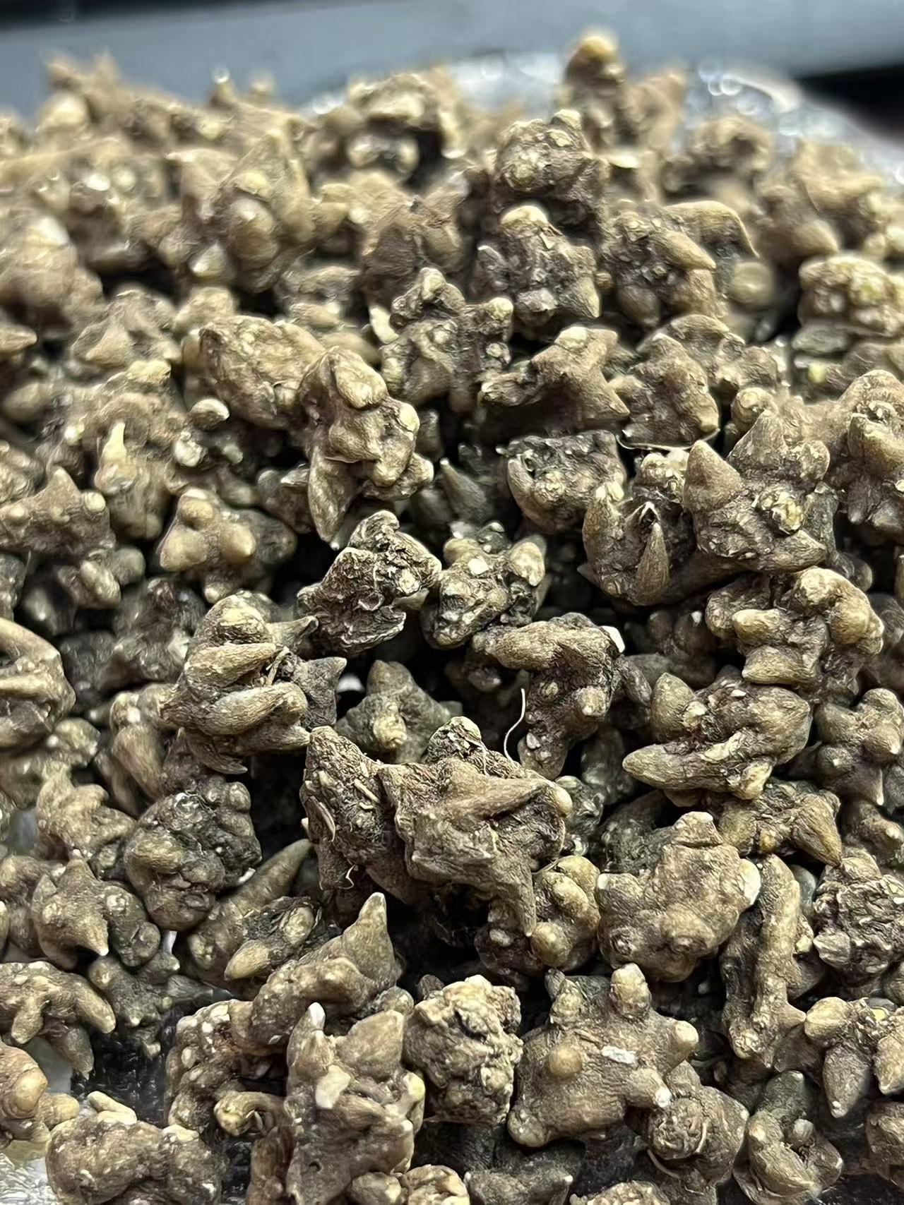 【广州鲜然】大自然猫草