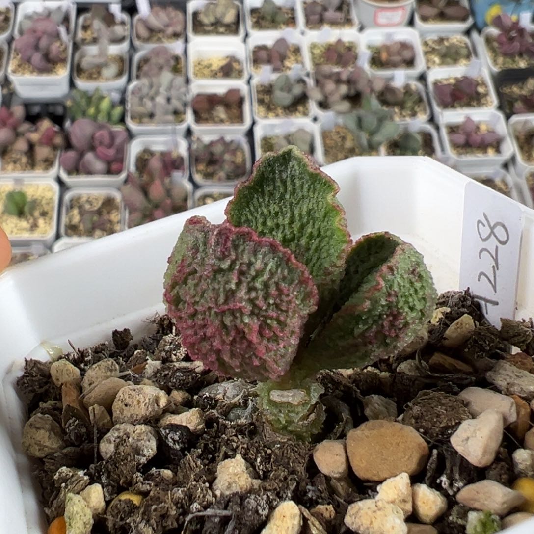 带桩024-A228紫青色系实生新品