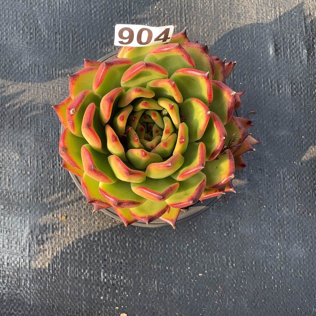 若如东云组拍904