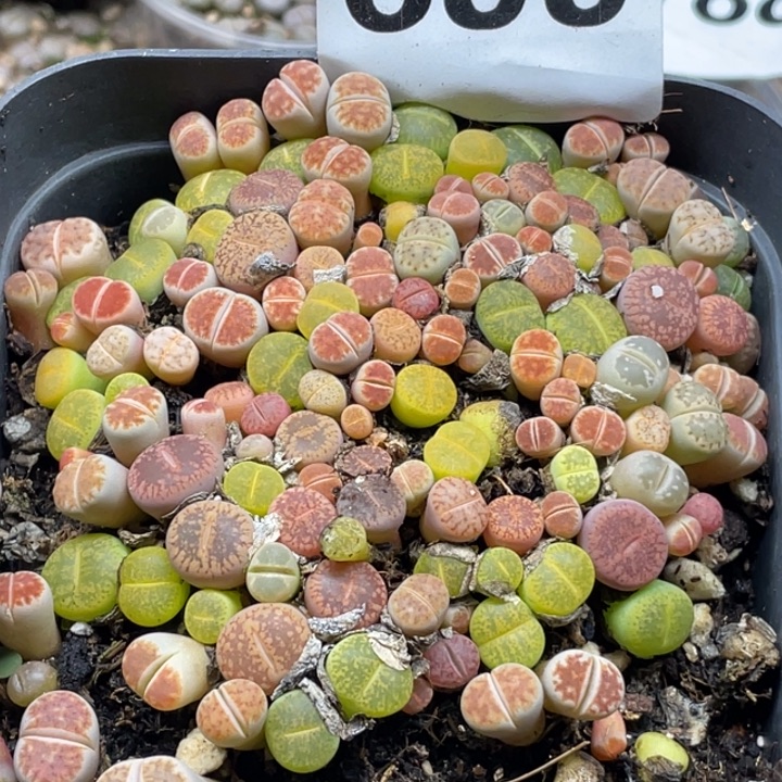 完全开放699彩混lllllllll