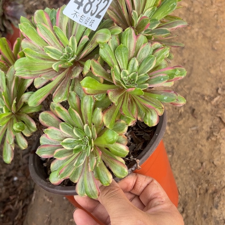 4832多肉植物法师法师