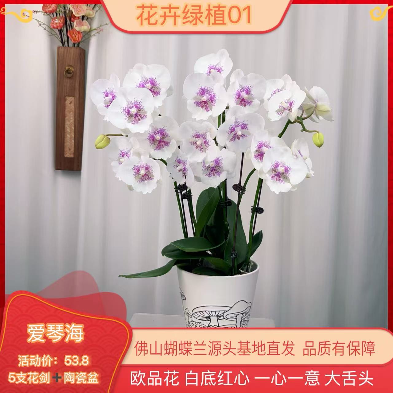 【爱琴海01】高端精品蝴蝶兰室内盆栽/家庭花卉/办公室桌台花