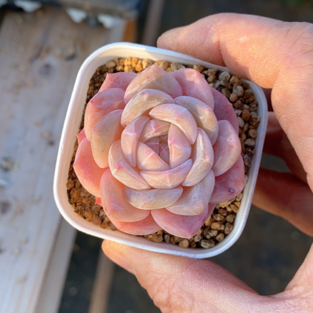 精品多肉一物一拍不包整62