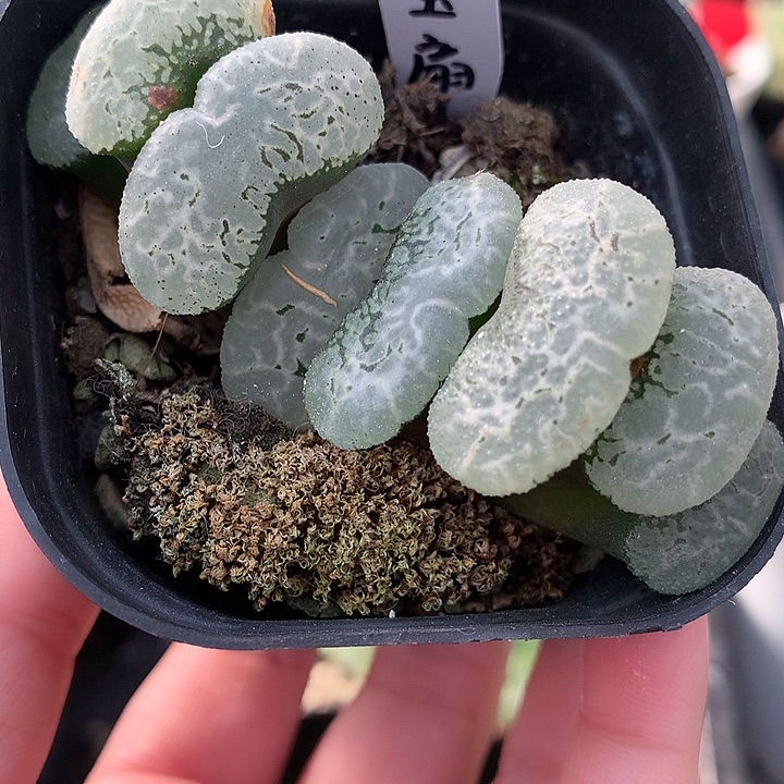 湖藻玉扇一物一拍