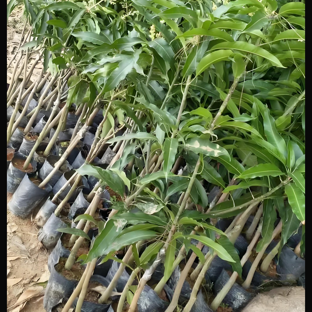 【青姐甄选】金煌MG，贵妃MG，原盆原土容器苗，嫁接苗