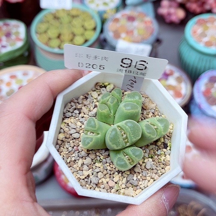 多肉植物生石花5-96