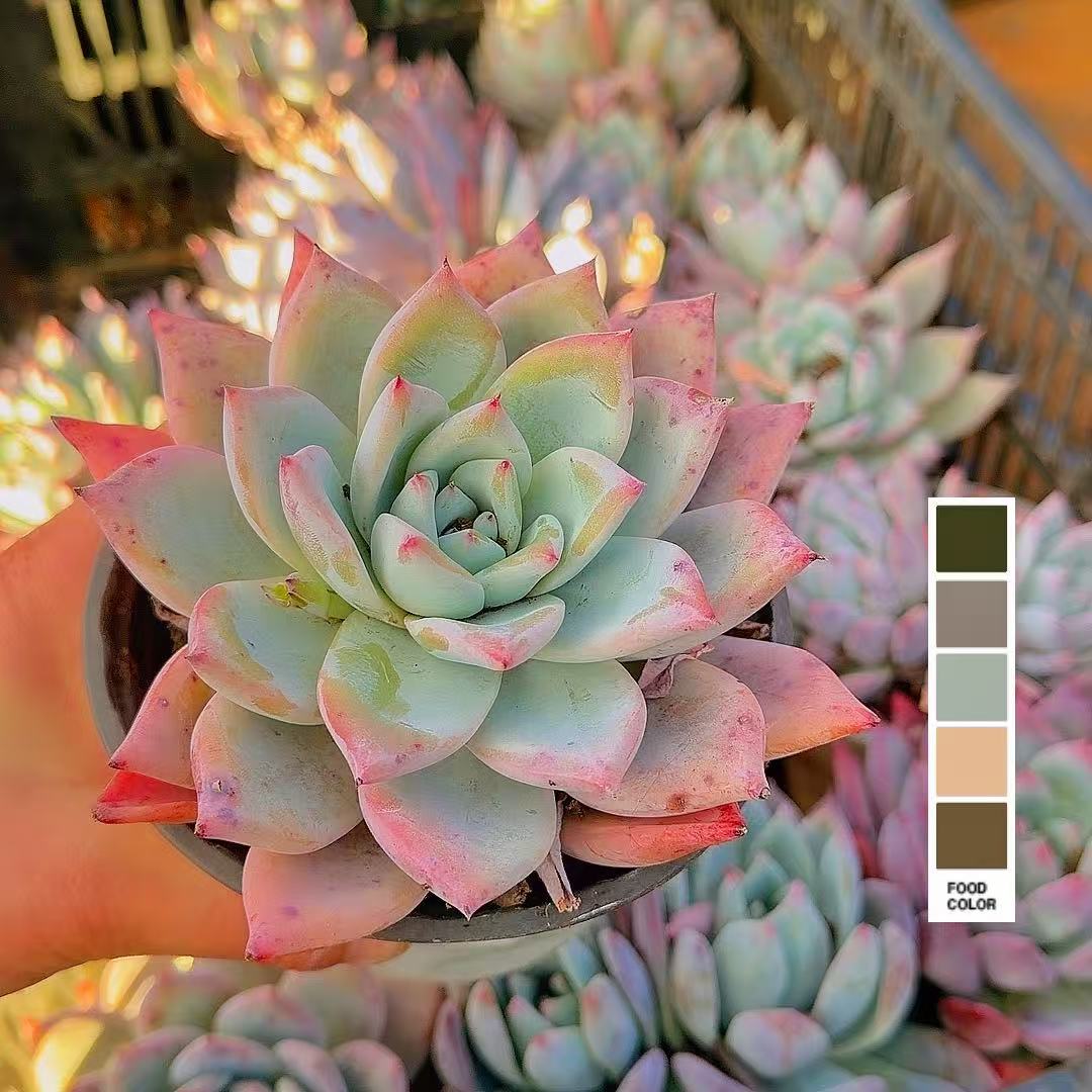 塔帕帕 单头起  脱土 多肉植物【多肉满15包邮】 新手好养 精品贵货