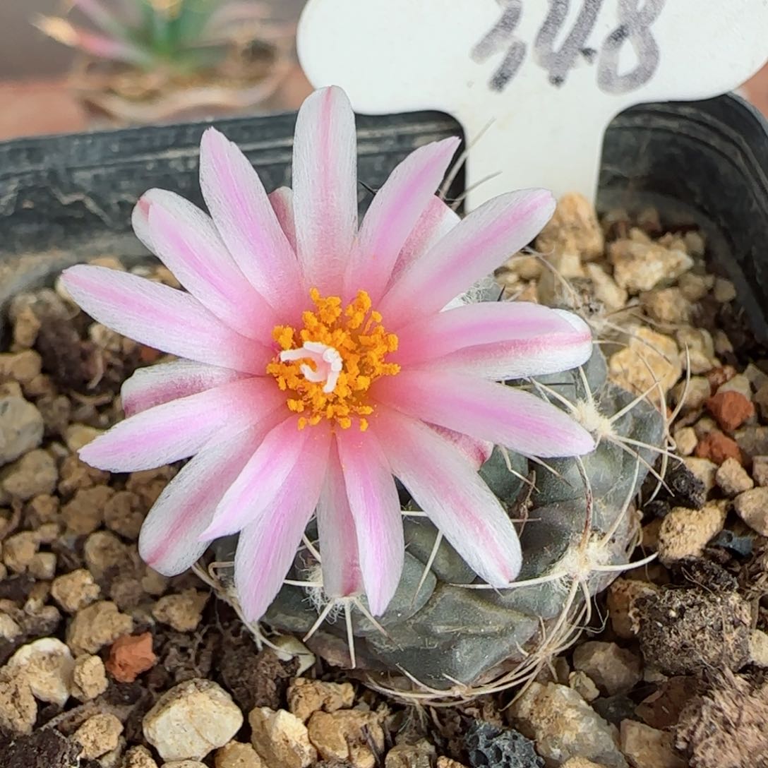 348实生尼克莱多肉000