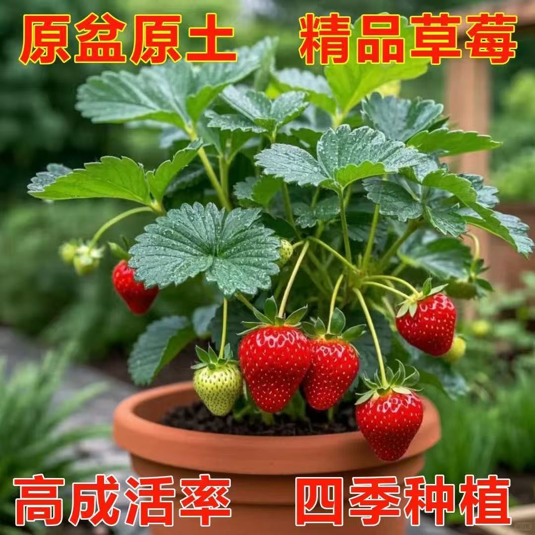 【加仑盆+带盆带土】四季草莓苗盆栽奶油红颜草莓秧苗阳台庭院耐寒