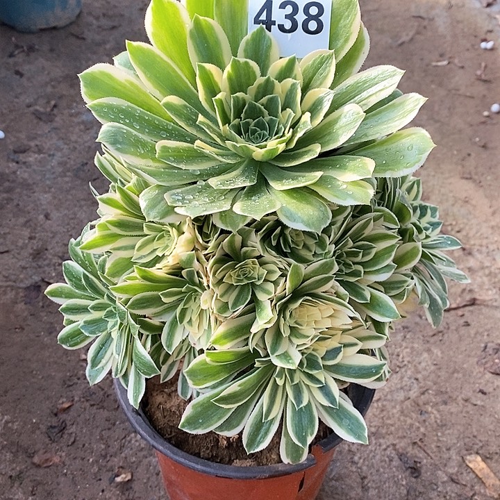 法师植物一物一拍12345678