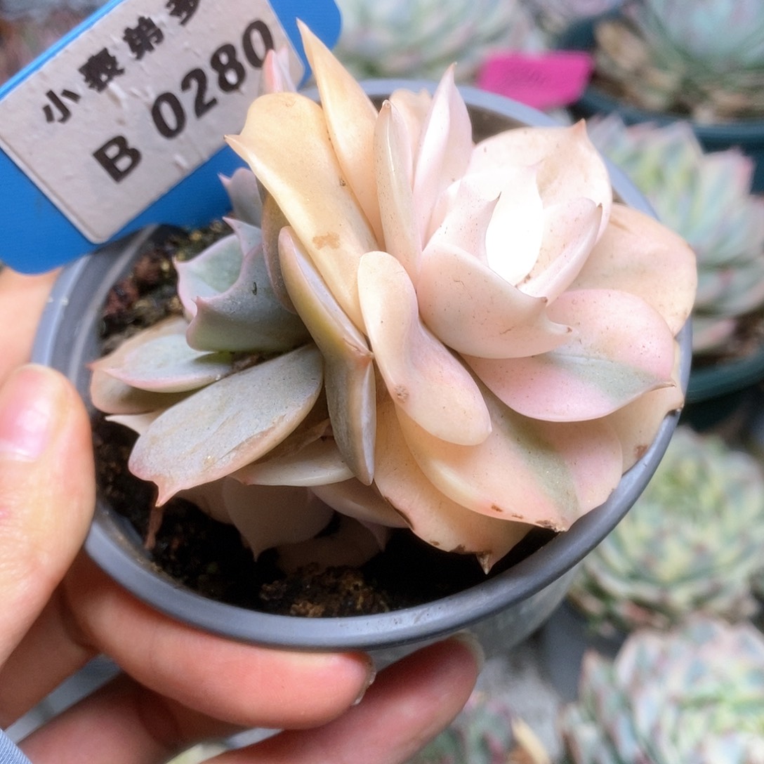 B280双子座锦锦锦锦锦