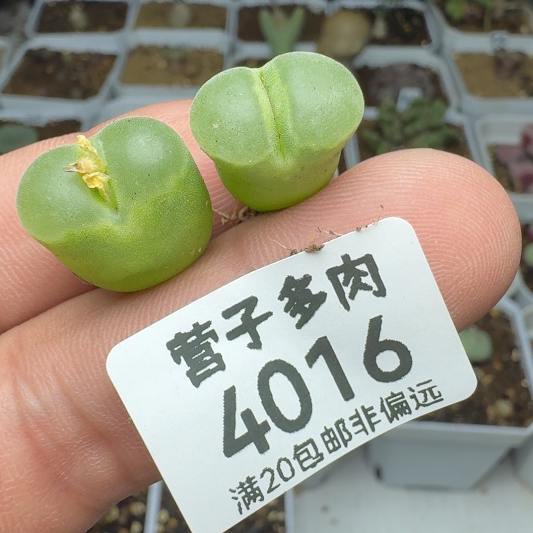 极窗两颗     y400           