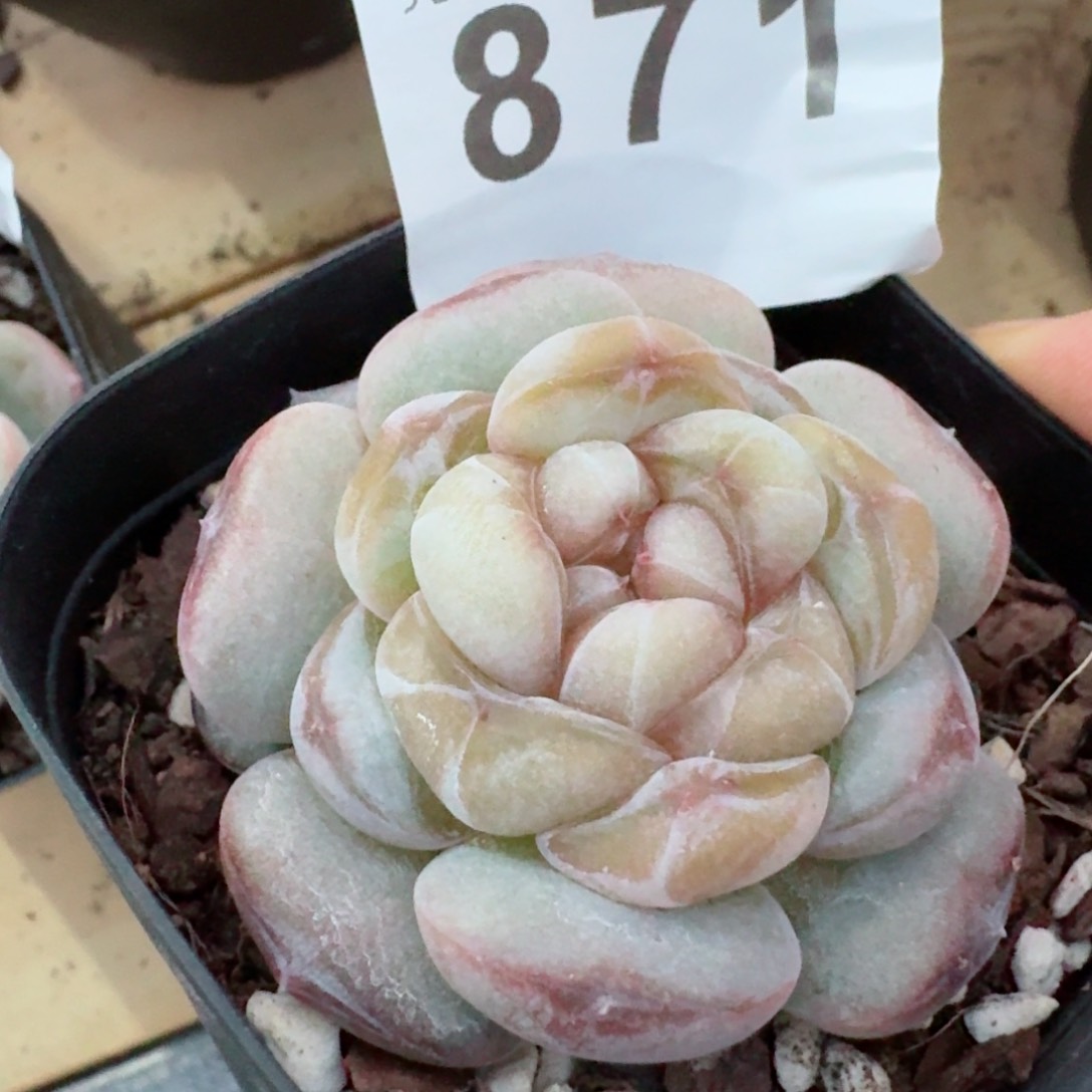 圆胖子         精品多肉