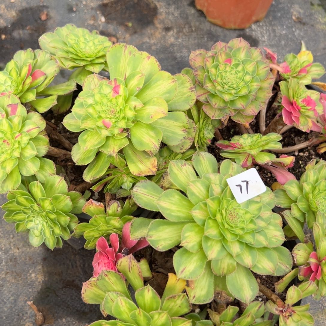 77知否多肉嘻嘻嘻