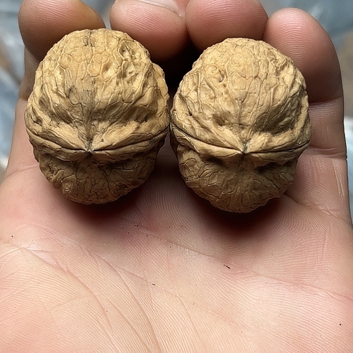 核桃27号粗筋龟甲38尺