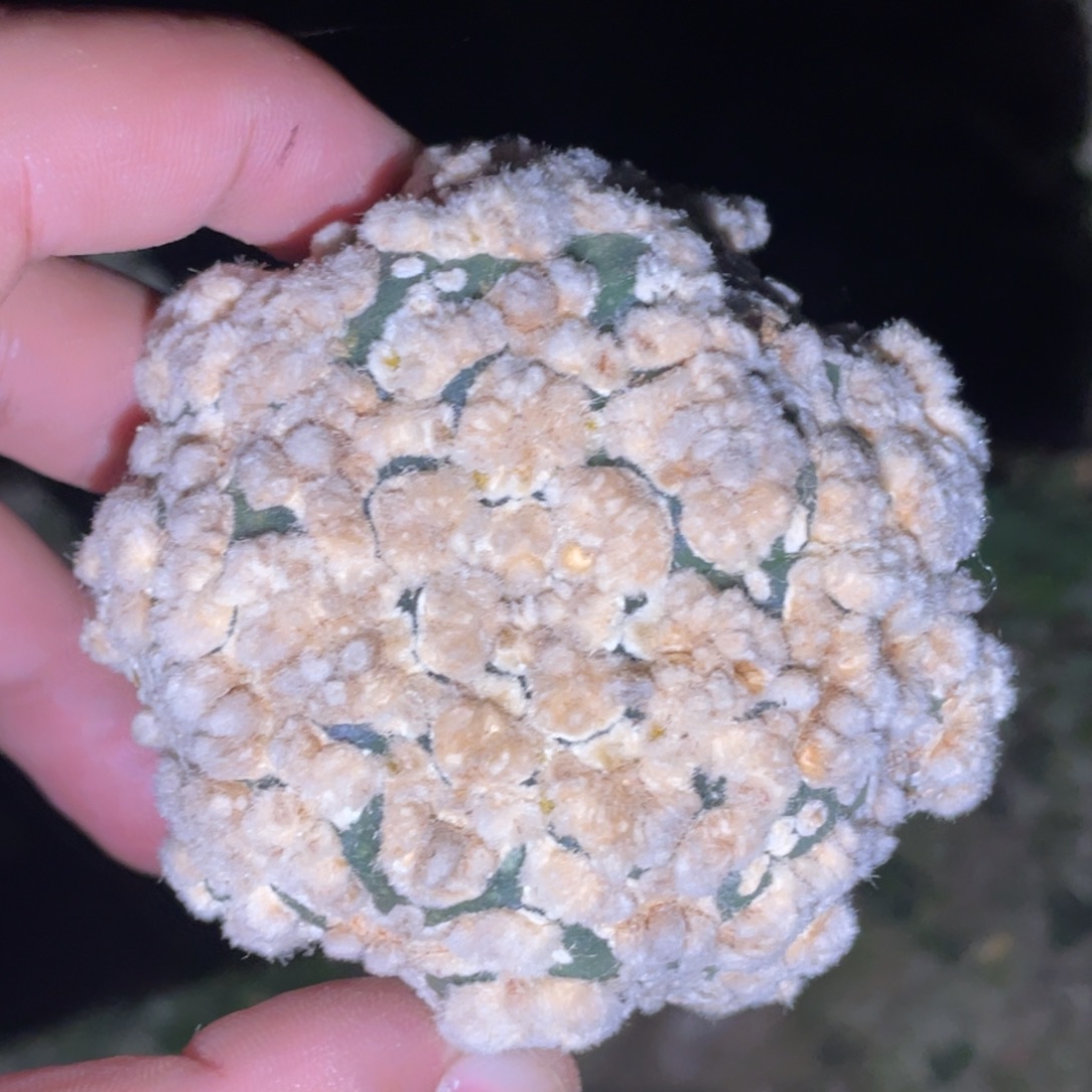 无花朵花园燕子V兜