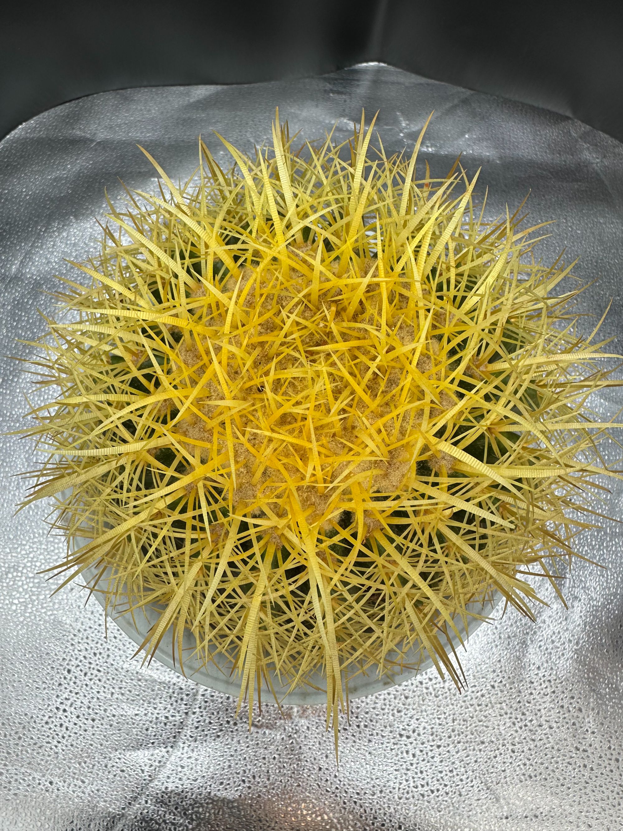 沙韵精品美琥仙人球16-19CM